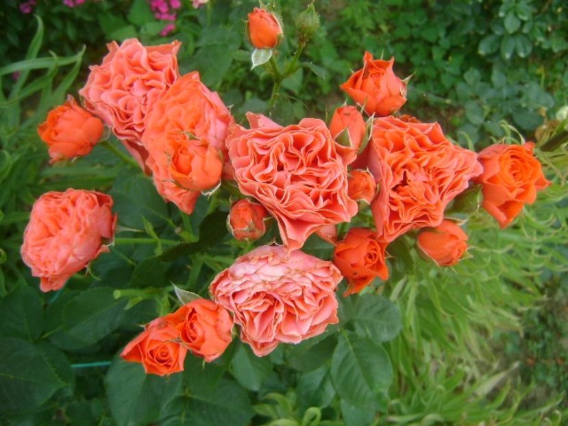  - Lady of belgrade-floribunda