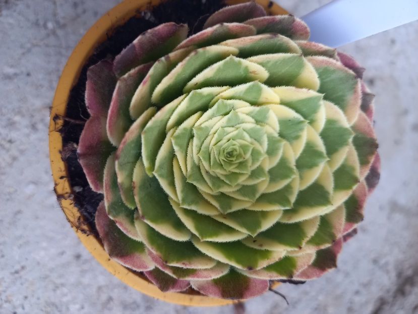  - Aeonium
