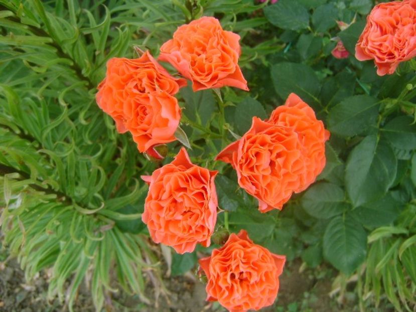  - Lady of belgrade-floribunda