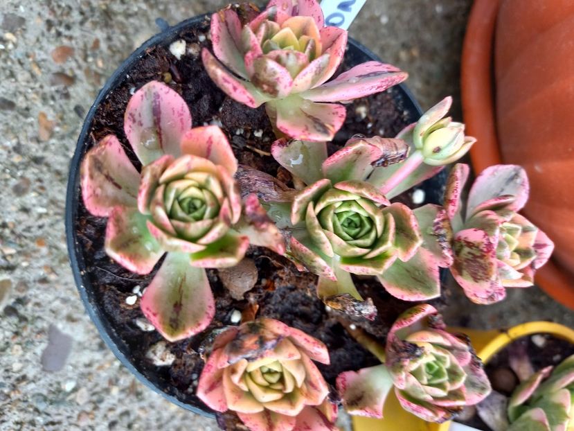 - Aeonium