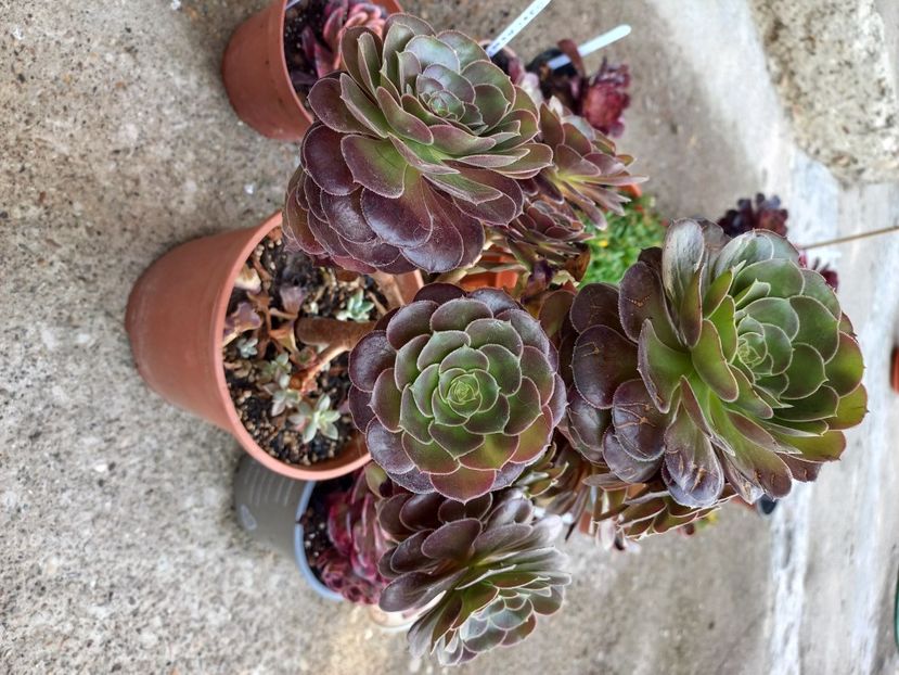  - Aeonium