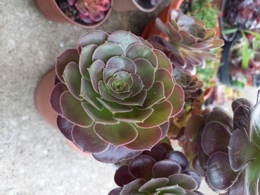  - Aeonium