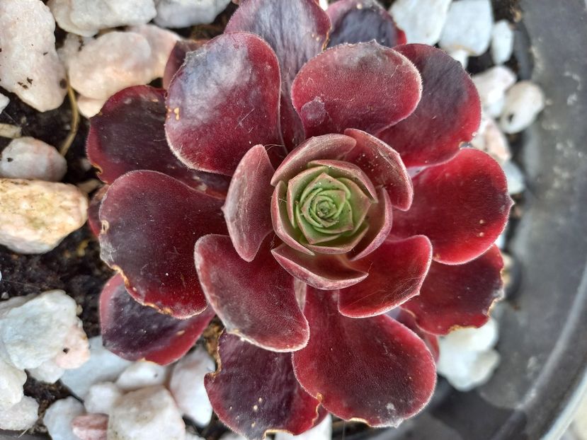  - Aeonium