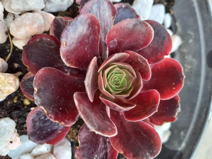 - Aeonium