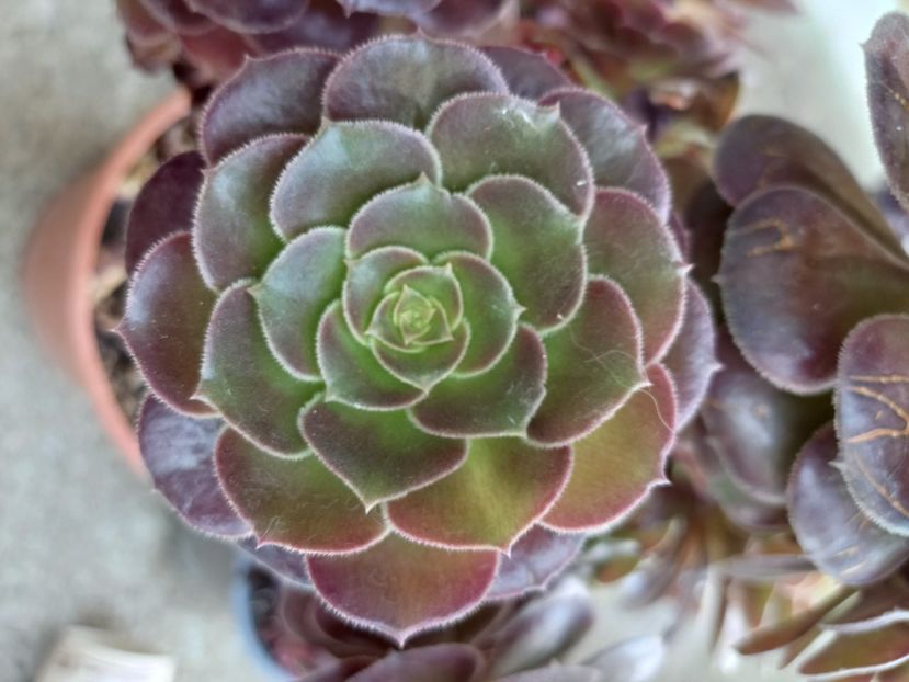  - Aeonium