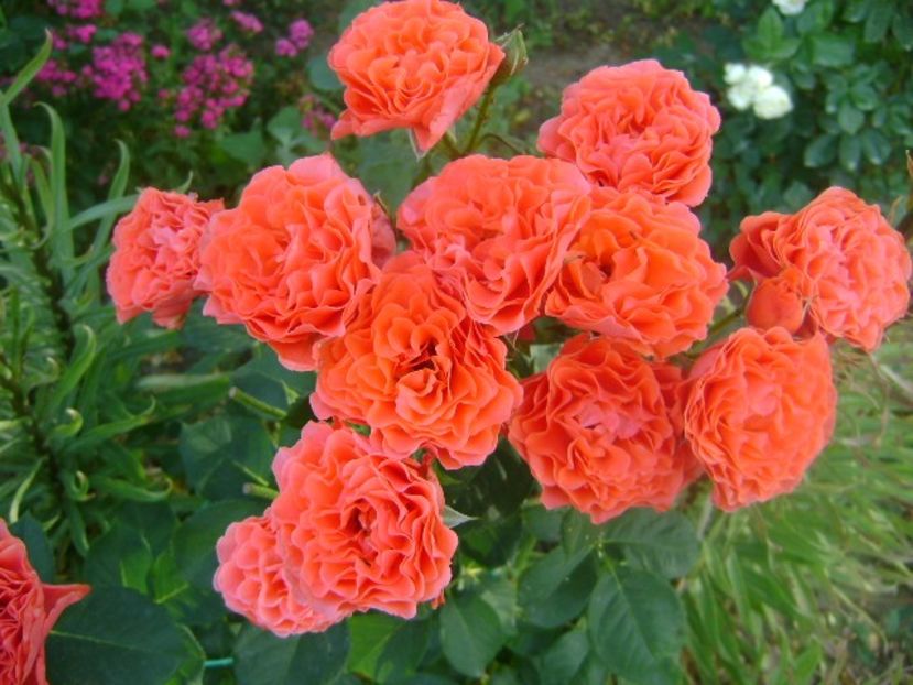  - Lady of belgrade-floribunda