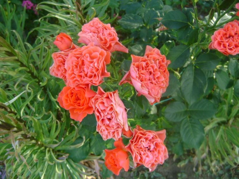  - Lady of belgrade-floribunda