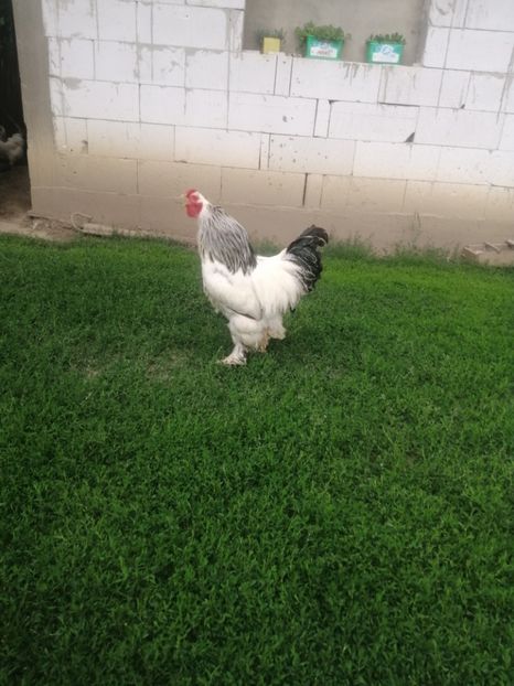  - Brahma herminat deschis 2022 matca