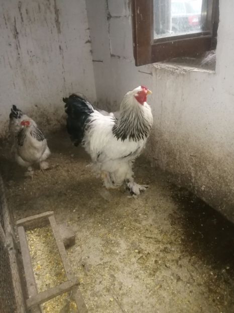  - Brahma herminat deschis 2022 matca