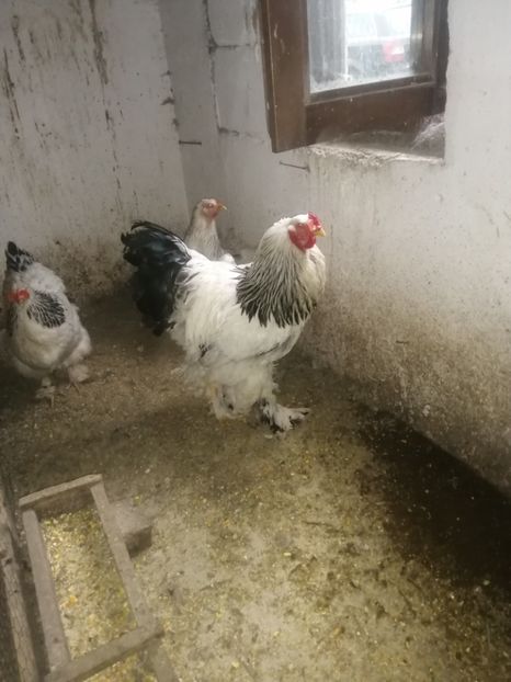  - Brahma herminat deschis 2022 matca