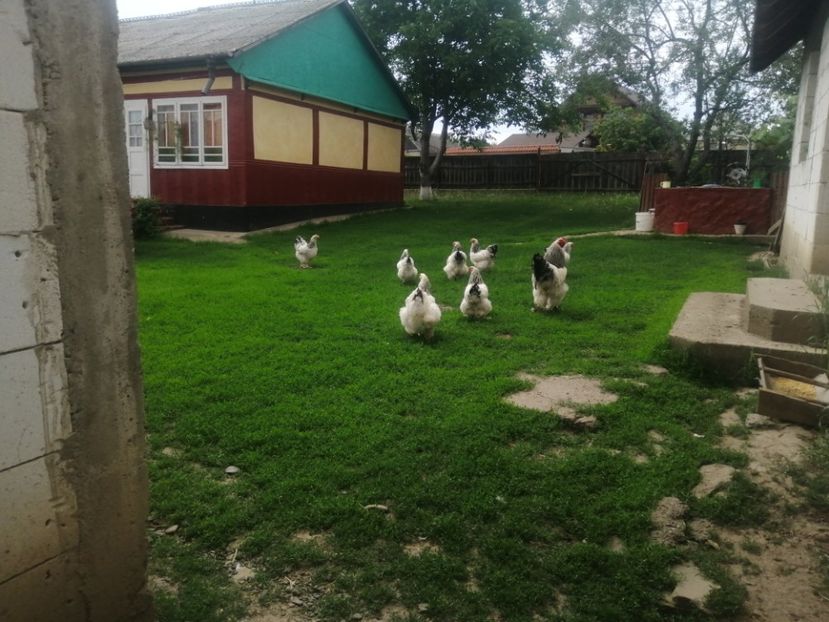  - Brahma herminat deschis 2022 matca