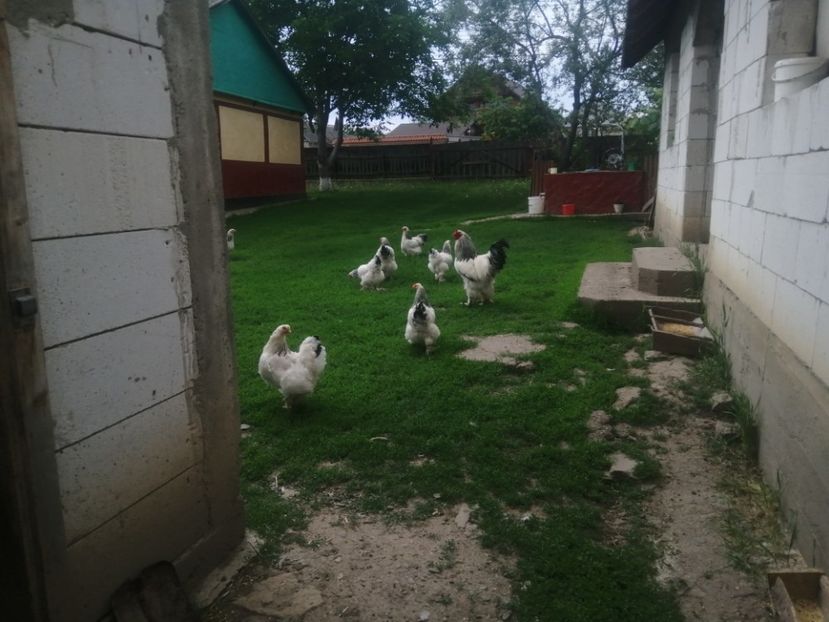  - Brahma herminat deschis 2022 matca