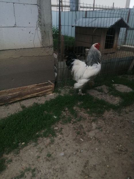  - Brahma herminat deschis 2022 matca