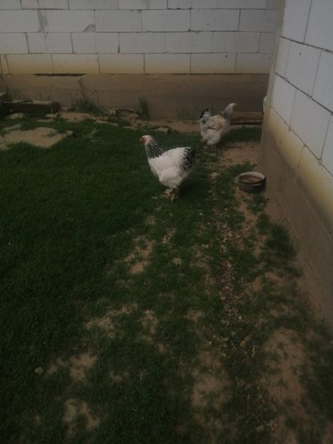  - Brahma herminat deschis 2022 matca