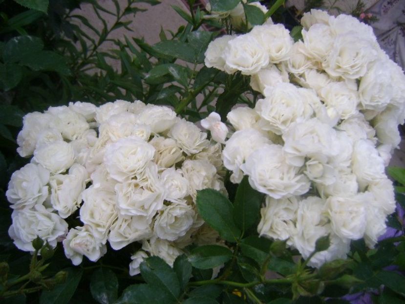  - Bouquet parfait