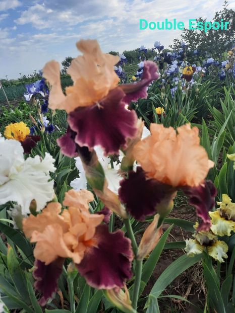  - Irisi talie înaltă 2022