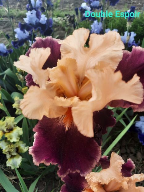  - Irisi talie înaltă 2022