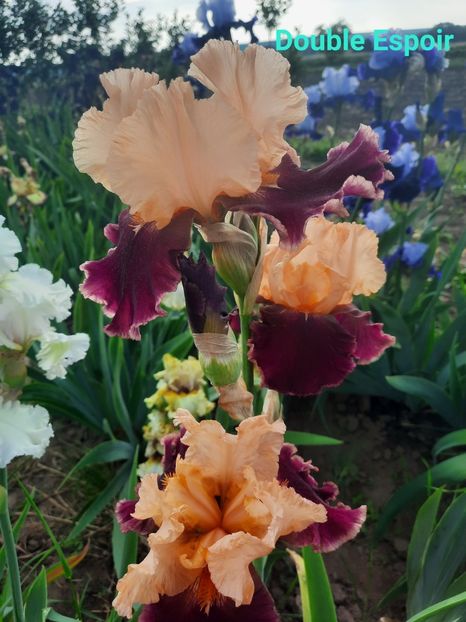  - Irisi talie înaltă 2022