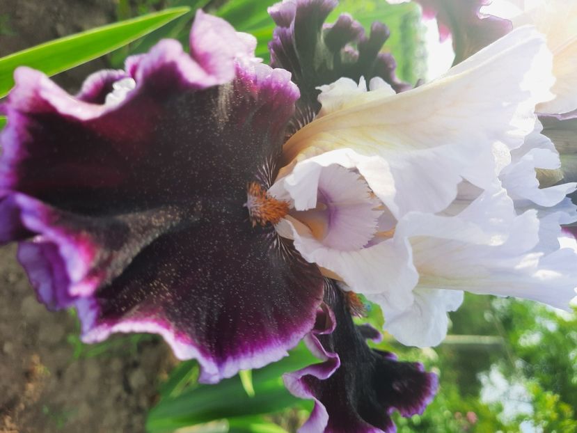  - Irisi talie înaltă 2022