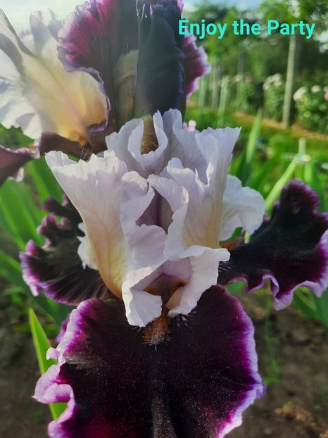  - Irisi talie înaltă 2022