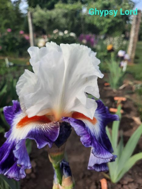  - Irisi talie înaltă 2022