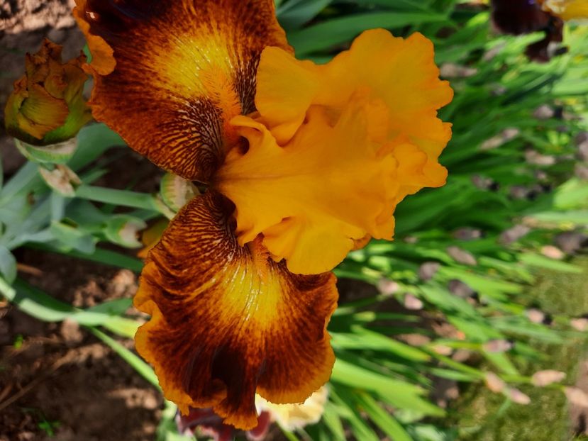  - Irisi talie înaltă 2022