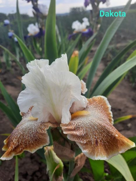  - Irisi talie înaltă 2022