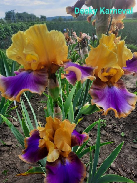  - Irisi talie înaltă 2022