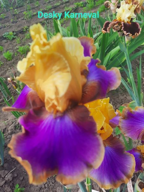  - Irisi talie înaltă 2022