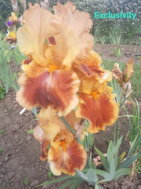  - Irisi talie înaltă 2022