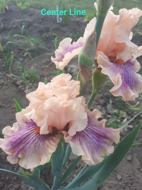  - Irisi talie înaltă 2022