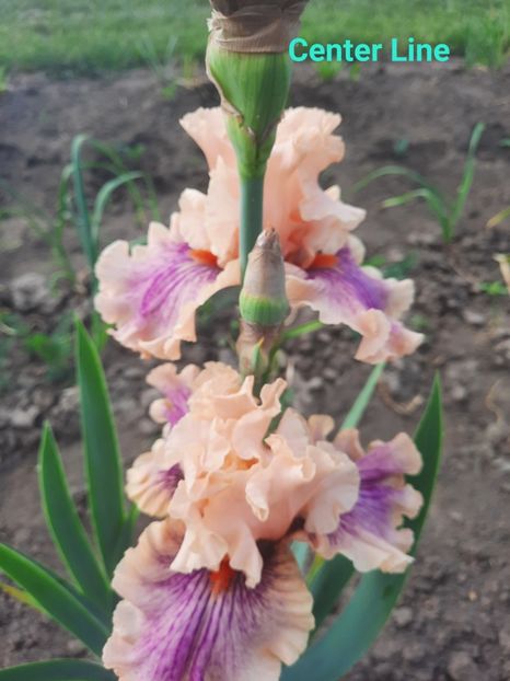  - Irisi talie înaltă 2022