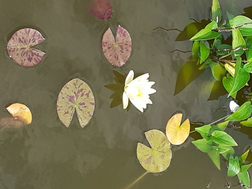  - Mini-iaz sau pur si simplu balta noastra