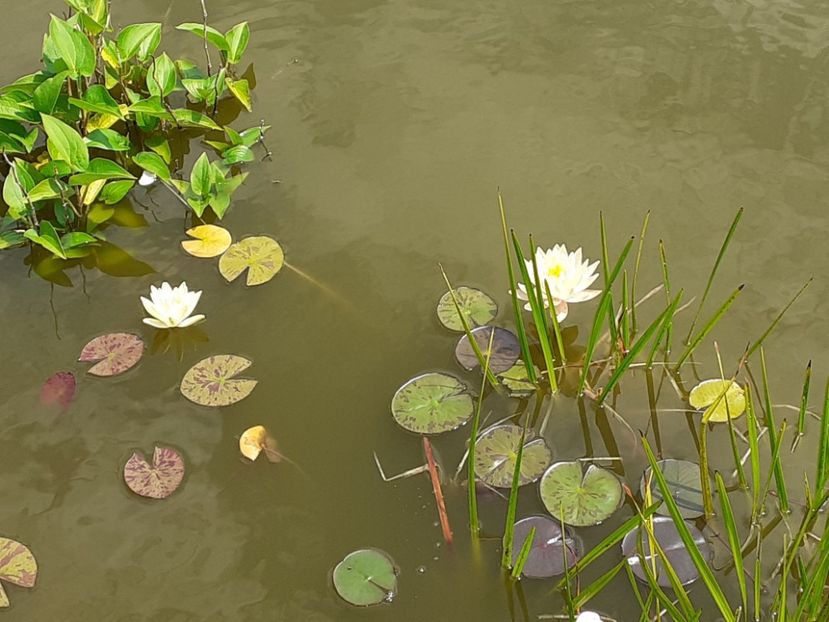  - Mini-iaz sau pur si simplu balta noastra