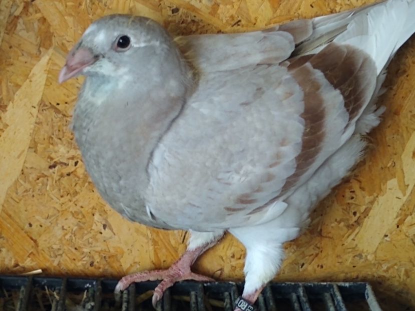 F mai 2022 soră - Porumbei standard