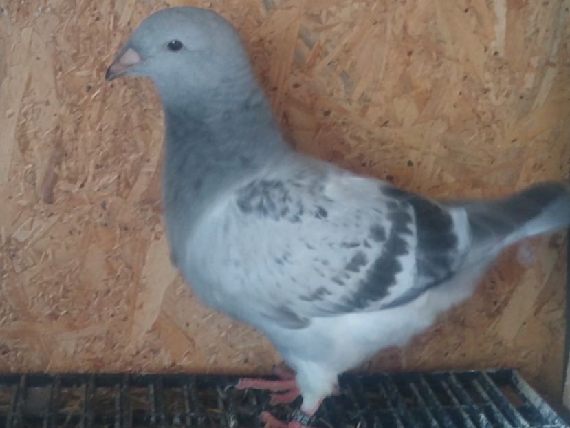 M mai 2022 - Porumbei standard