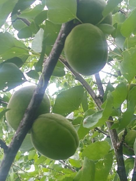 Cais Sulmona - Gradina