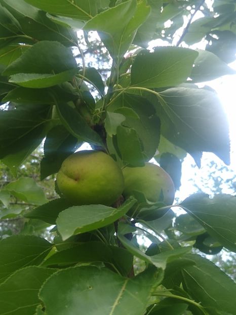 Cais olimp - Gradina