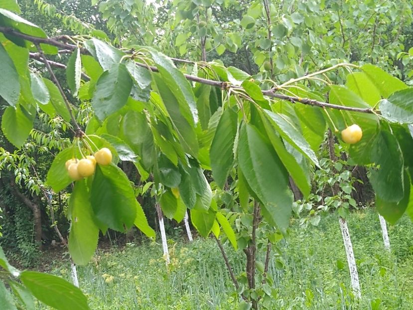 Cireș galben Dionisos - Gradina