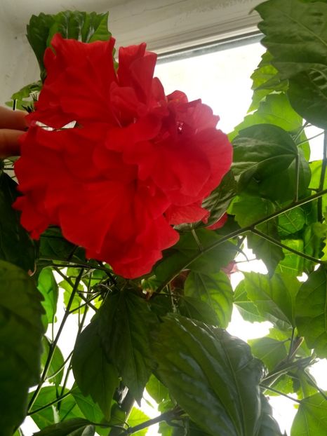 Trandafir japonez ghiveci - Diverse