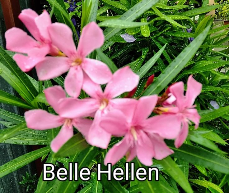  - Plante disponibile