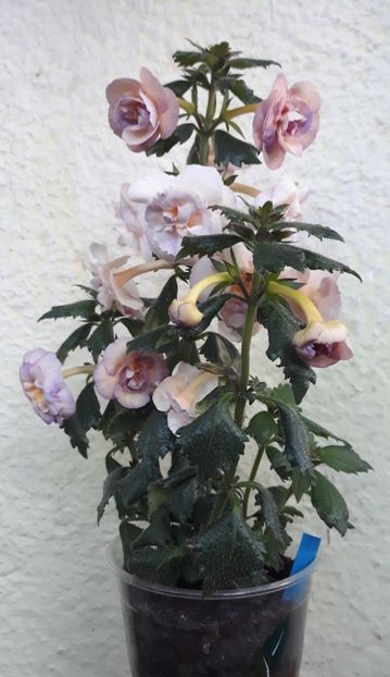  - 0001 2022 - BriD s Viktoria