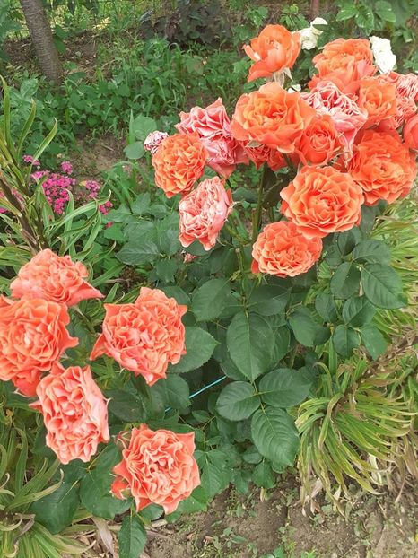  - Lady of belgrade-floribunda