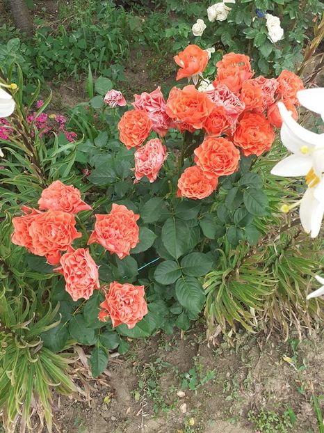  - Lady of belgrade-floribunda