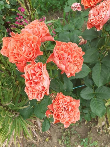  - Lady of belgrade-floribunda