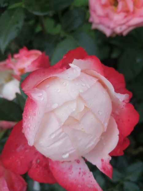  - Nostalgie Parfumat