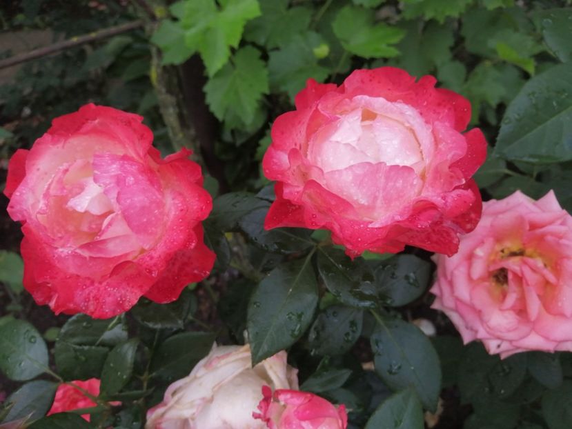  - Nostalgie Parfumat