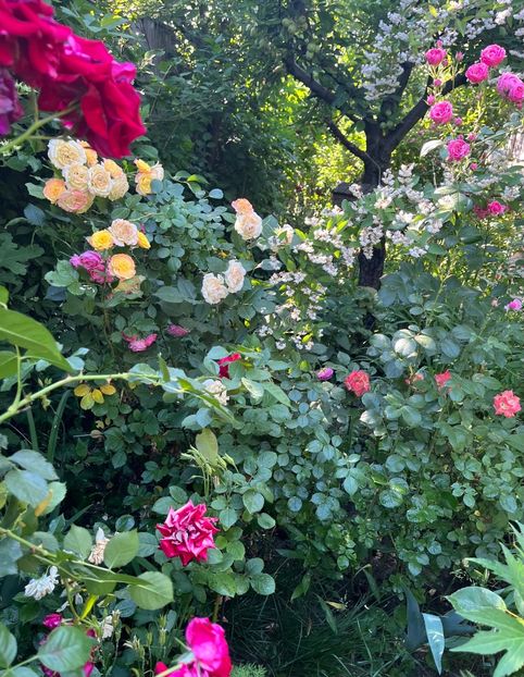 ACA7157B-45D0-4178-B507-08CE65377FF4 - Trandafiri 2022 2