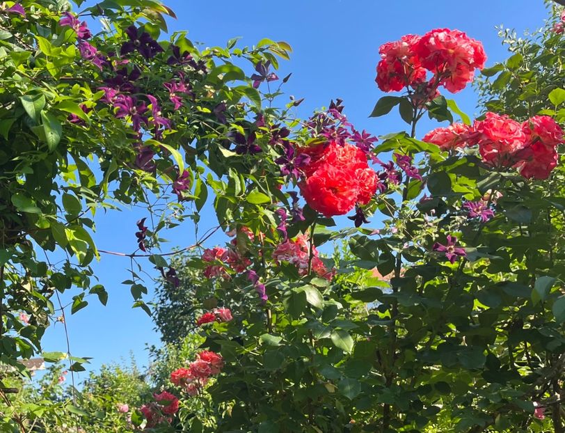 332A1260-E4B4-4E70-80EF-2E75BB2274CC - Trandafiri 2022 2