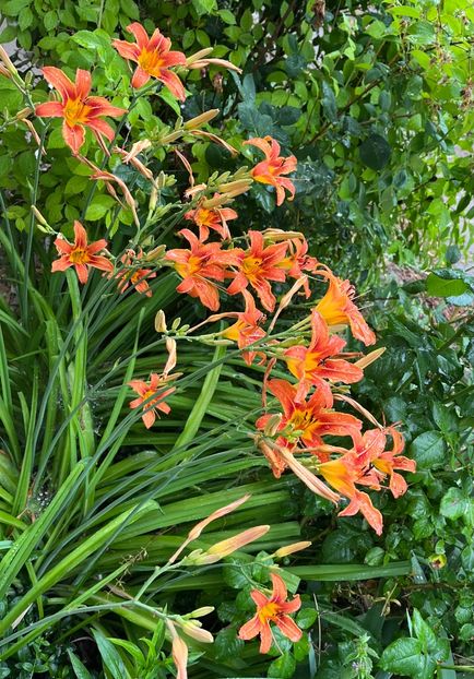 27C97B67-1051-40FC-82DE-B7E04691E41F - Hemerocallis 2021